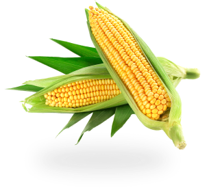 Corn